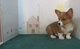 Regalo cachorros de pembroke corgi