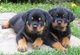 Regalo cachorros hermosos rottweiler impresionantes - Foto 1