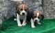 Regalo cachorros hermosos y adorables beagle para su hogar - Foto 1