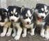 Regalo cachorros Siberian Husky regalo CK pura raza huskies siber - Foto 1