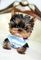 Regalo cachorros toy de yorkshire terrier mini
