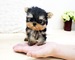 Regalo cachorros toy de yorkshire terrier mini - Foto 1