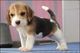 Regalo cachorros tri-color beagle para adopcion