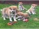 Regalo hogar planteadas cachorros Akita-Inu - Foto 1