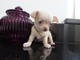 REGALO. impresionante Chihuahua Cachorros Para La Adopcion - Foto 1