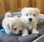 Regalo impresionante maltés bichon cachorros para la adopcion