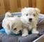 REGALO impresionante Maltés Bichon Cachorros Para La Adopcion - Foto 1