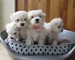 Regalo impresionante maltés bichon cachorros para la adopcion