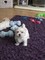 REGALO impresionante Maltés Bichon Cachorros Para La Adopcion - Foto 1