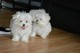 Regalo impresionante maltés bichon .cachorros .para la adopcion