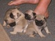 Regalo lindo carlino pug cachorros para adopcion - Foto 1