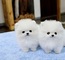Regalo lindo mini pomeranian toy lulu cachorros