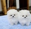 Regalo lindo mini pomeranian toy lulu cachorros para