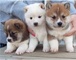 Regalo lindo shiba inu cachorros