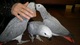 Regalo loros grise africanos o yacos adorables con microchip