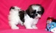 Regalo macho y hembra adorable shih tzu cachorros