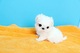 Regalo preciose cachorros bichon maltes