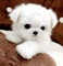 Regalo preciose cachorros Bichon maltes - Foto 1