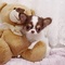 Regalo preciose mini toy chihuahua cachorro