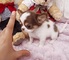 Regalo preciose mini toy chihuahua cachorro