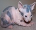 Regalo precioso macho y hembra sphynx gatito para su adopcion li