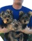 Regalo yorkshire terrier cachorros