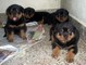 Rottweilers alemanes de pura raza para la venta