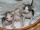 Tenemos 3 saludable agradable calvo Sphynx gatitos en adopción - Foto 1