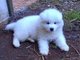 Vendo cachorritos samoyedo - Foto 1