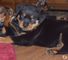 Adorable alemán cachorros Rottweiler en venta - Foto 1