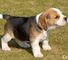 Adorable beagle cachorros a buen hogar - Foto 1