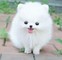 ¡Adorable muchacho de Pomeranian !!! - Foto 1