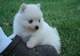 Adorable Pomeranian disponible para re-homing - Foto 1