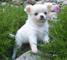 Adorables Chihuahua cachorros - Foto 1