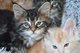 Adorables gatitos de Maine Coon - Foto 1