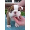 Akc adorable macho y hembra bulldog inglés cachorros para su adop