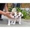 Amazing English Bulldog Puppy Disponible - Foto 1