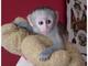 Bebé capuchino mono para adopción