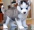 Bebés de la calidad husky siberiano perrito