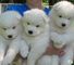 Blanco samoyed cachorros para usted