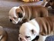 Bulldog inglés cachorros - Foto 1