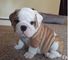 Bulldog inglés cachorros frescos disponibles