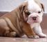 Cachorros bulldog inglés masculino y femenino para adopción