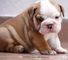 Cachorros Bulldog Inglés Masculino y Femenino para Adopción - Foto 1