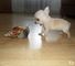 Cachorros de chihuahua de la taza de té para la venta - Foto 1
