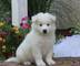 Cachorros de samoyedo