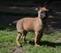 Cachorros pastor belga malinois con dos meses