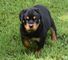 Cachorros rottweiler alemanes más guapos y fuertes en venta