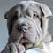 Cachorros shar pei machos y hembras con tres meses de vida,