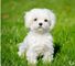 !!!Camada de bichon maltese en venta!!! - Foto 1